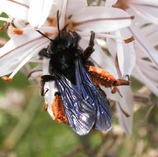 Andrena Morio