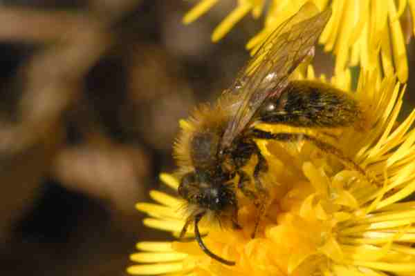 Andrena Nigroaenaea