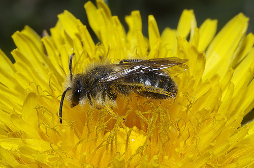 Andrena Nigroolivacea