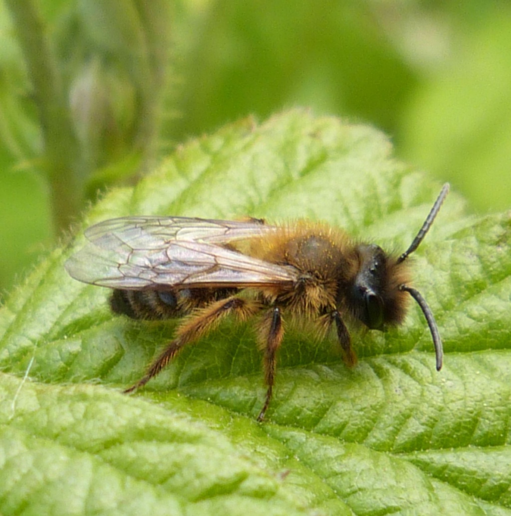 Andrena Nitida