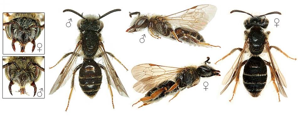 Andrena Nitidiuscula