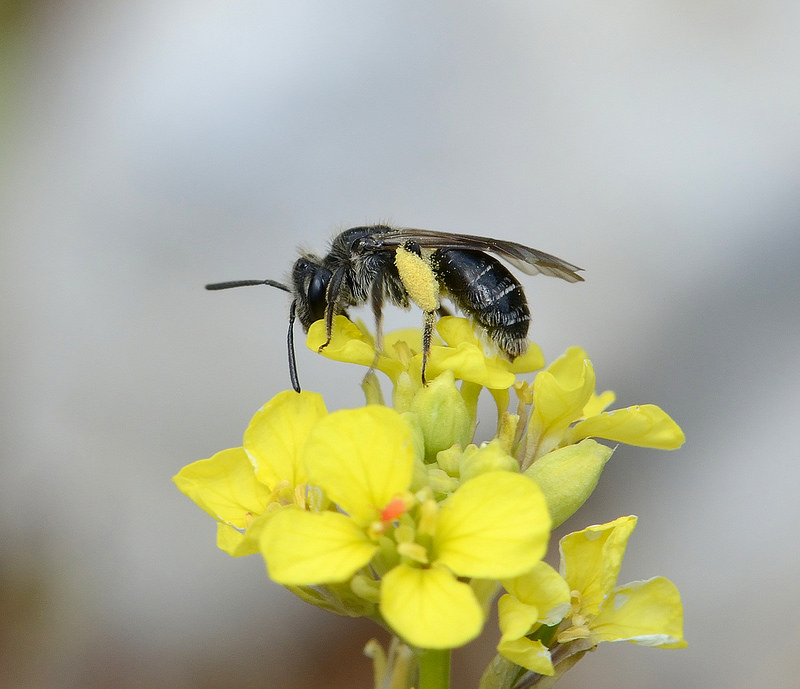 Andrena Nitidula