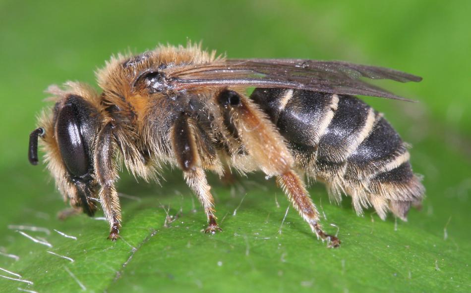 Andrena Ovatula