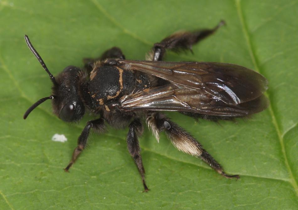 Andrena Pilipes