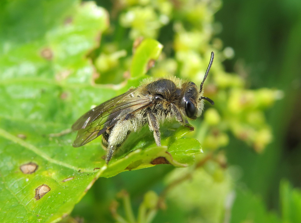 Andrena Proxima