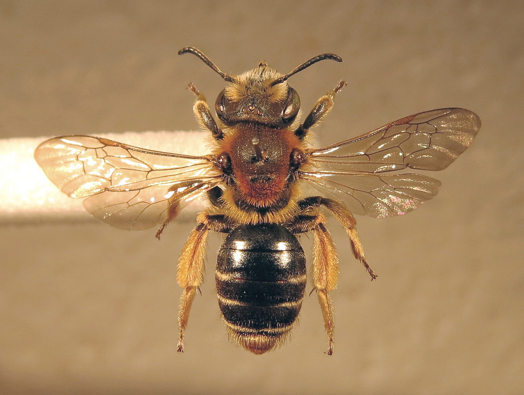 Andrena Similis