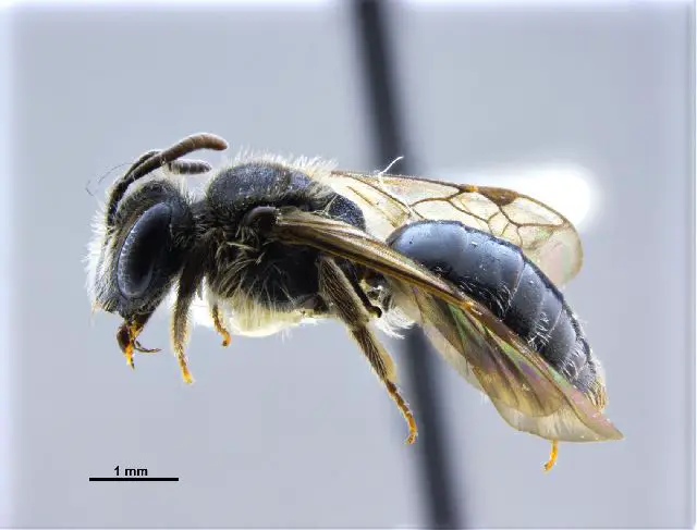 Andrena Simontornyella