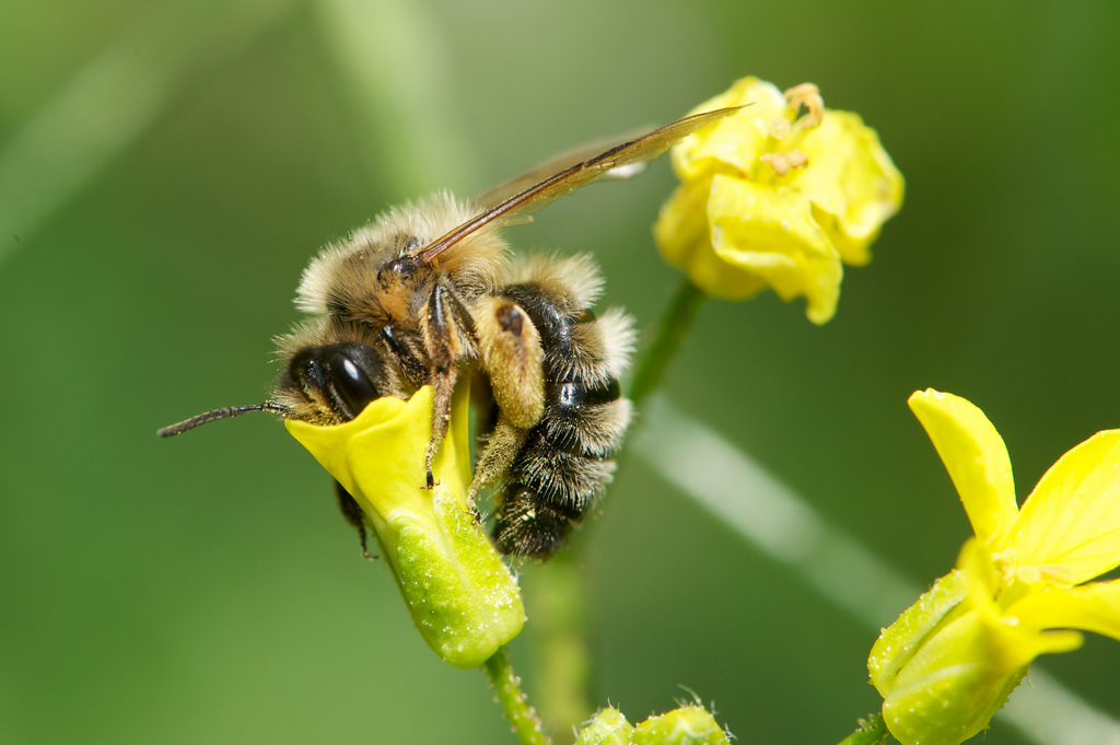 Andrena Suerinensis