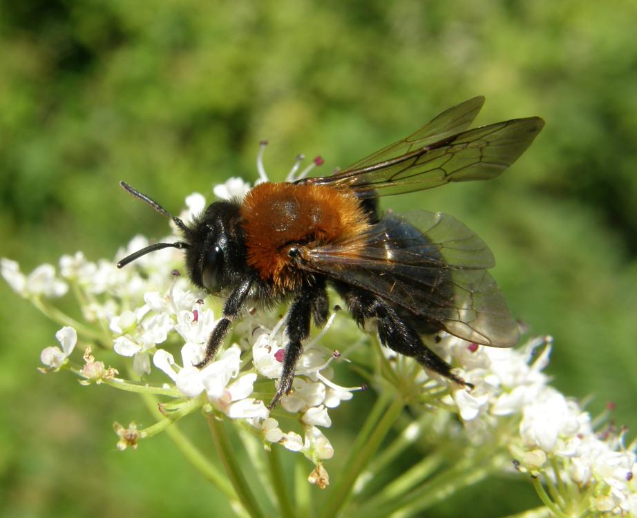 Andrena Thoracica