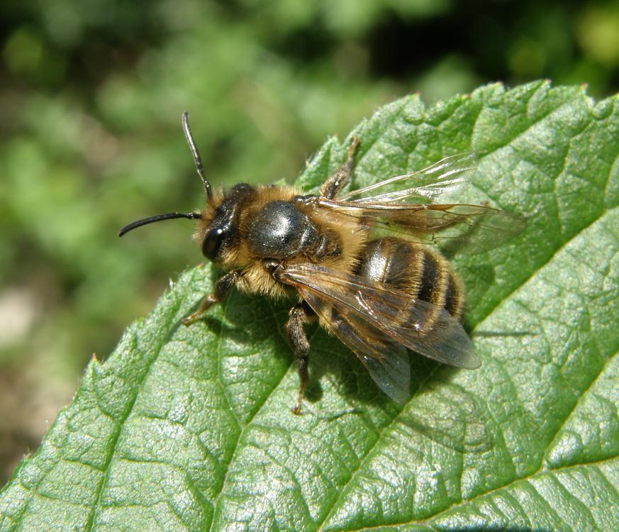 Andrena Trimmerana