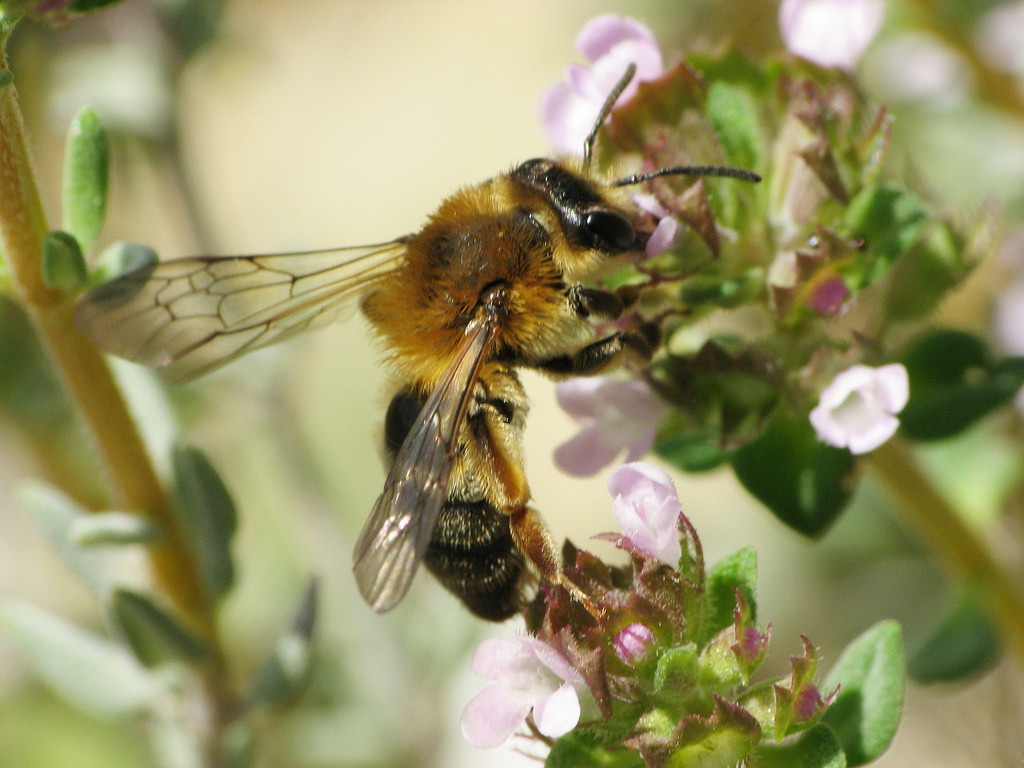 Andrena Truncatilabris