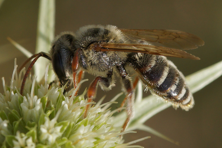 Andrena Variabilis