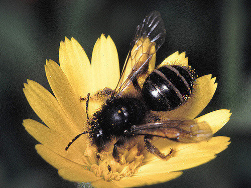 Andrena Vulcana