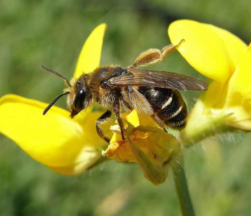 Andrena Wilkella