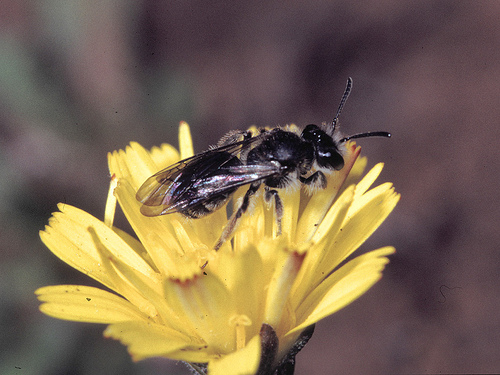 Andrena Wollastoni