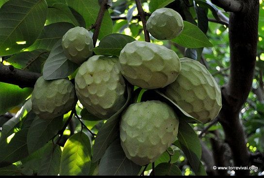 Annona Cherimola