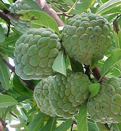 Annona Squamosa