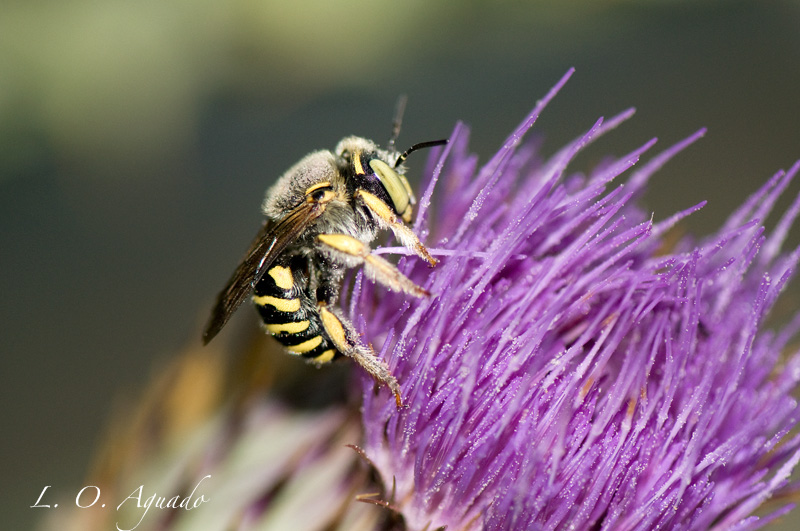 Anthidium Taeniatum