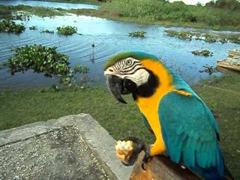 Arara do Pantanal