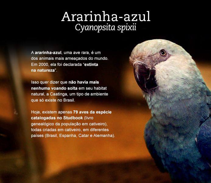 Ararinha Azul - Nome Científico