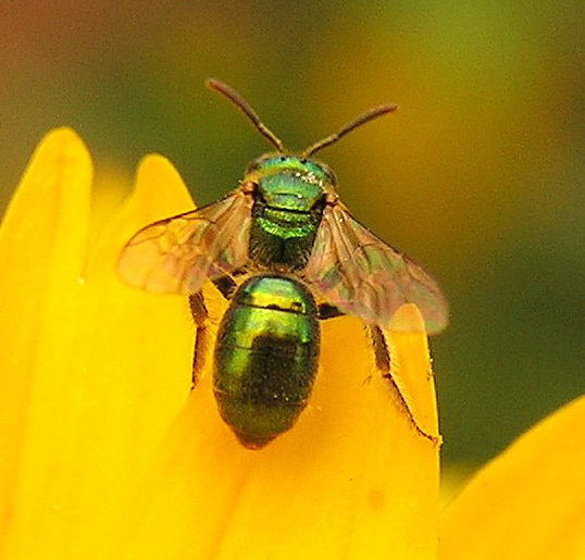 Augochlorella