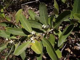 Avicennia Schaueriana