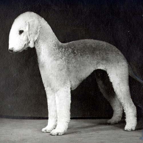 Bedlington Terrier