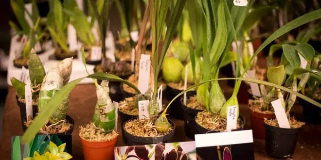 Orquídeas: Bulbos Enrugados | Mundo Ecologia