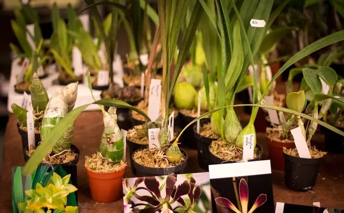 Orquídeas: Bulbos Enrugados | Mundo Ecologia