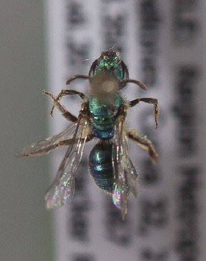 Caenohalictus