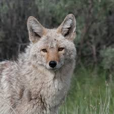 Canis Latrans