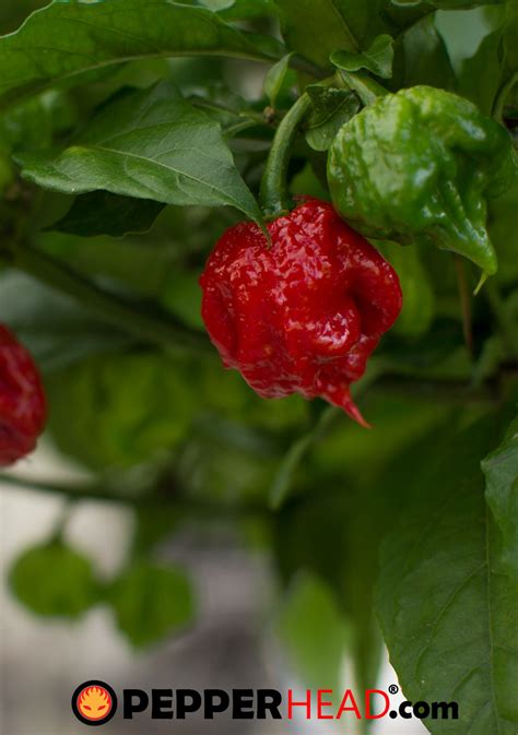 Carolina Reaper