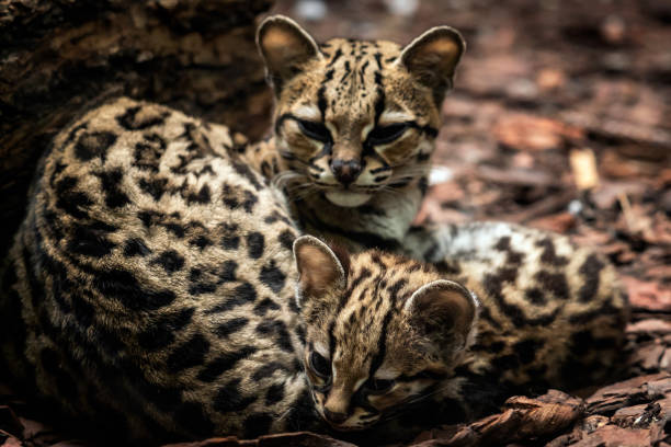 Casal de Gato Maracajá Na Floresta