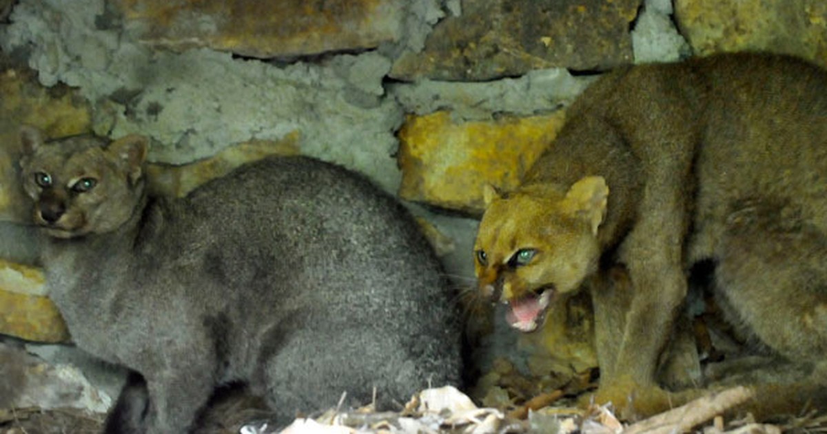 Casal de Gato Mourisco