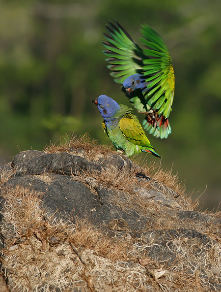 Casal de Maitaca de Cabeça Azul