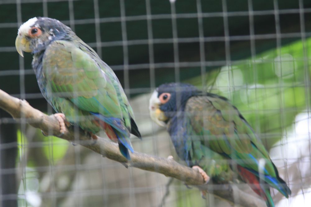 Casal de Maitaca-de-Testa-Branca 