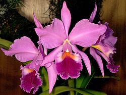 Cattleya