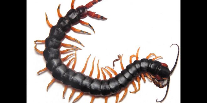 Centopeia é Venenosa? Picada de Centopeia é Perigosa? | Mundo Ecologia