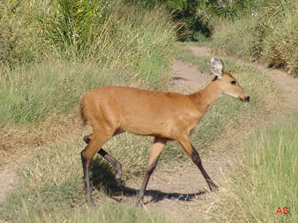 Cervo do Pantanal Andando no Mato