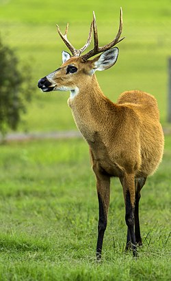O Maior Cervo do Brasil e Sul Americano, Qual é?