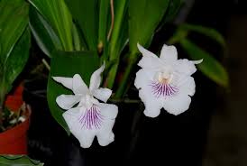 Cochleanthes Amazonica