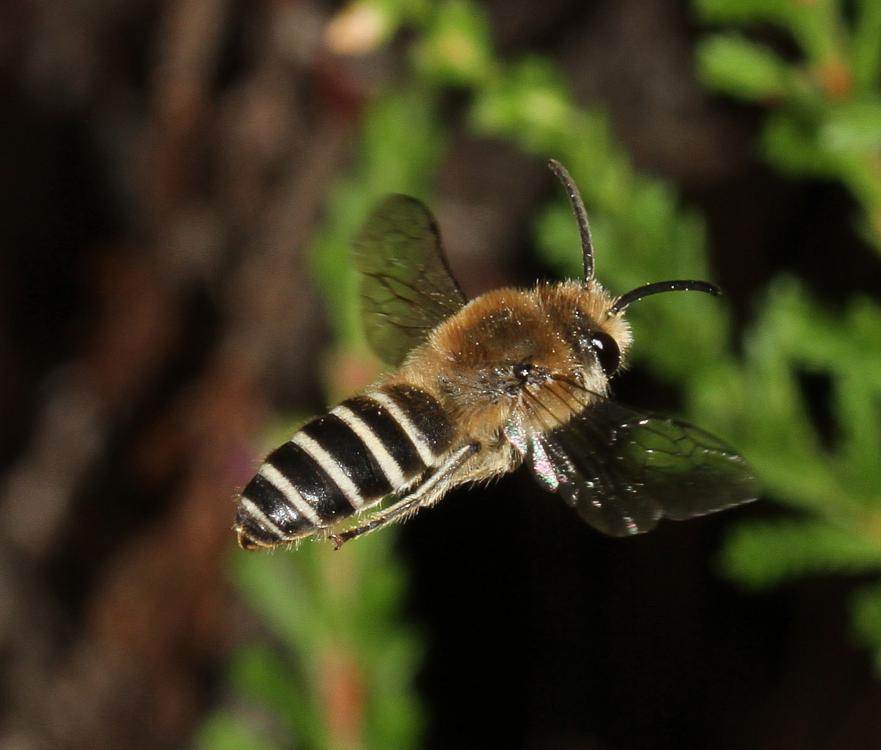 Colletes