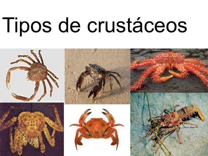 Ciclo de Vida dos Crustáceos: Resumo