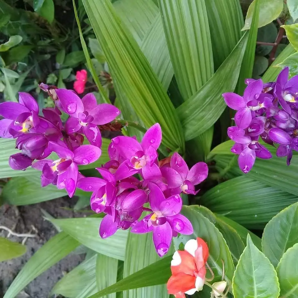 Orquídea Grapete: Fotos e Características | Mundo Ecologia