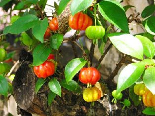 Como Plantar Pitanga e Cultivar: Dicas