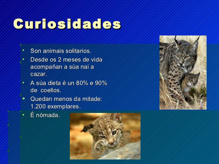 Curiosidades do Lince-Ibérico 