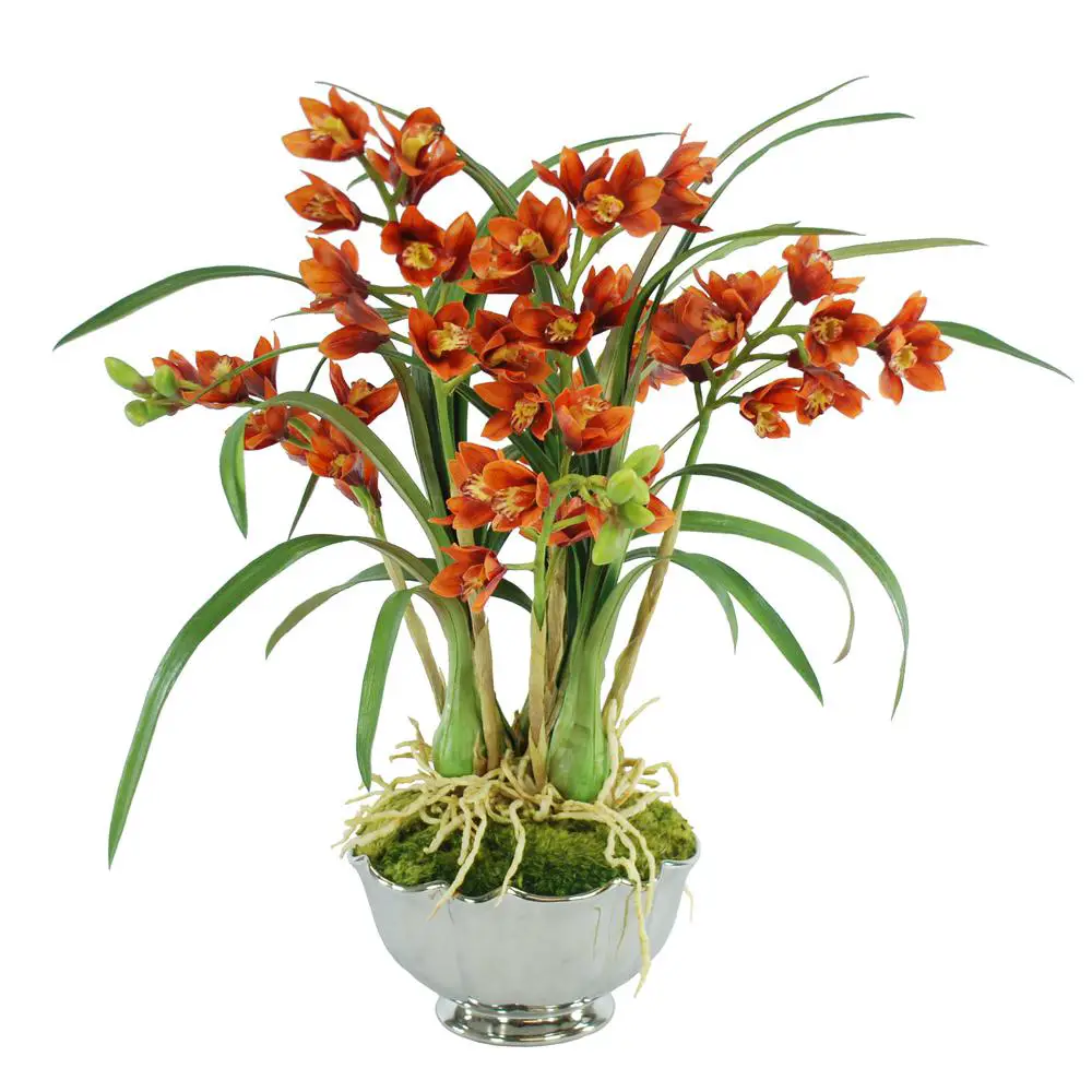 Segredo Para as Suas Orquídeas Darem Flor o Ano Inteiro | Mundo Ecologia