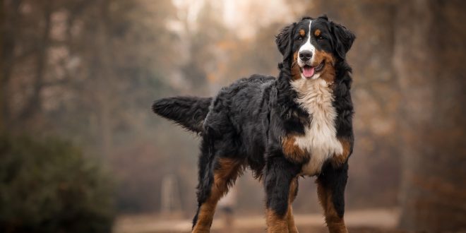 Habitat do Cachorro: Onde Eles Vivem? | Mundo Ecologia