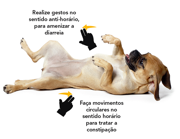 Dicas Para Ajudar a Amenizar a Dor de Barriga do Cachorro