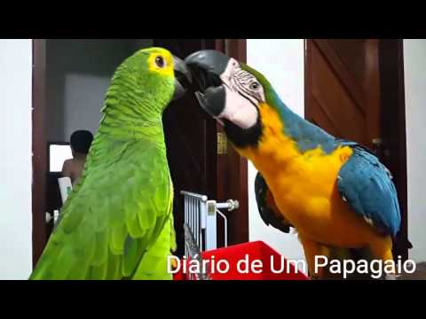 Arara Fala ou Não? Quais Espécies? Como Ensinar? | Mundo Ecologia Arara Fala ou Não? Quais Espécies? Como Ensinar? | Mundo Ecologia